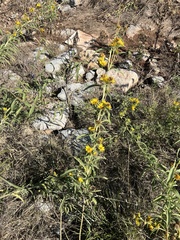 Helianthus maximiliani