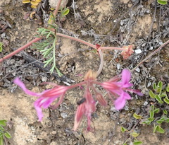 Pelargonium multicaule multicaule