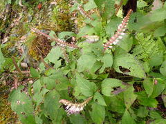 Collinsonia macrobracteata