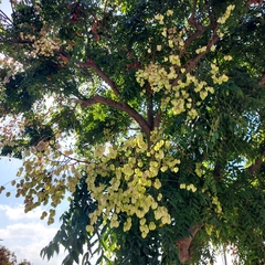 Koelreuteria bipinnata