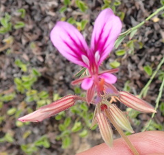 Pelargonium multicaule multicaule