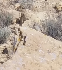 Caprimulgiformes