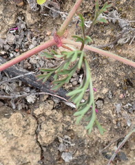 Pelargonium multicaule multicaule