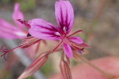 Pelargonium multicaule multicaule