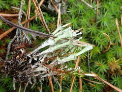 Cladonia verticillata