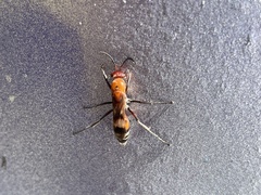 Psorthaspis legata