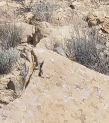 Caprimulgiformes