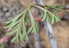 Pelargonium multicaule multicaule