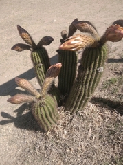 Trichocereus schickendantzii