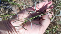 Indigofera psoraloides
