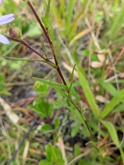 Ionactis linariifolia