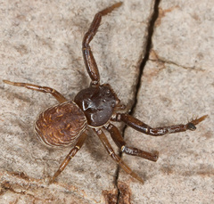 Coriarachne depressa