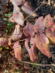 Hypericum androsaemum