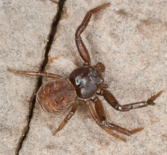 Coriarachne depressa