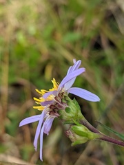 Ionactis linariifolia