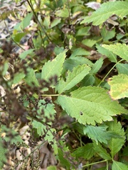 Actaea racemosa