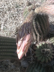 Trichocereus schickendantzii