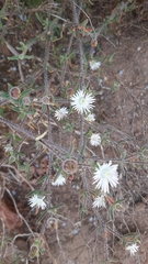 Drosanthemum calycinum