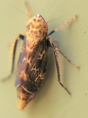 Errastunus ocellaris