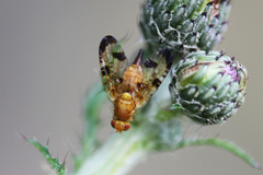Xyphosia miliaria