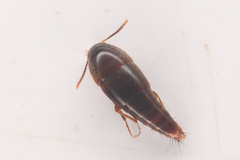 Tachyporinae