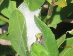 Araneus detrimentosus