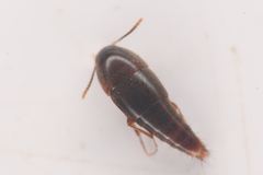 Tachyporinae