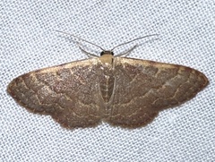 Leptostales pannaria