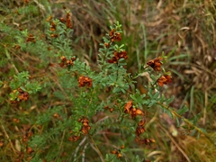 Pultenaea euchila