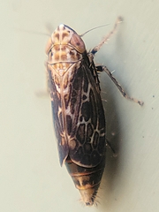 Errastunus ocellaris