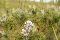 Paranomus abrotanifolius