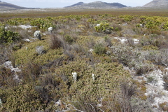 Diastella divaricata divaricata