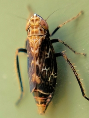 Errastunus ocellaris
