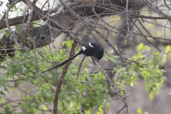 Lanius melanoleucus