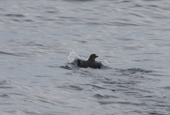 Ptychoramphus aleuticus
