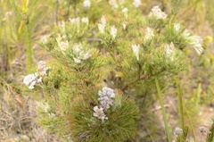 Paranomus abrotanifolius