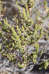 Erica imbricata
