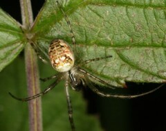 Enoplognatha ovata