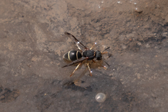 Antepipona