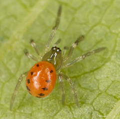 Enoplognatha ovata