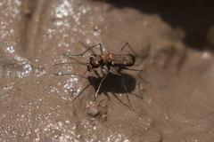 Cylindera disjuncta