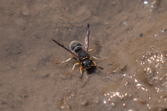 Antepipona