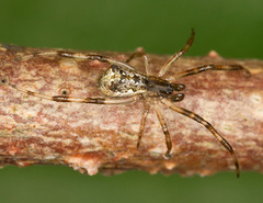 Episinus angulatus