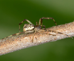 Episinus angulatus