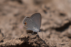 Eicochrysops messapus