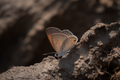 Eicochrysops messapus