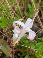 Rhododendron atlanticum