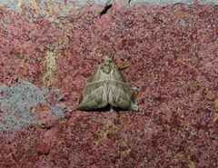 Plagiomimicus tepperi