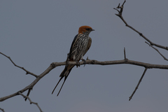 Cecropis abyssinica