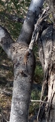 Urosaurus nigricauda